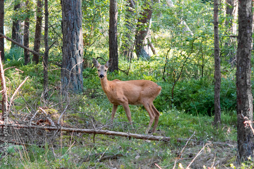 European roe deer (Capreolus capreolus) in a pine forest at Darßer Ort, Mecklenburg-Vorpommern, Germany
