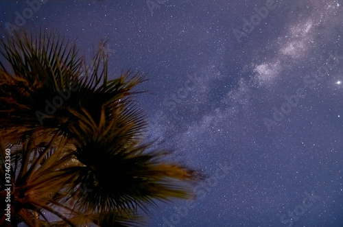 Palm tree under the starry sky