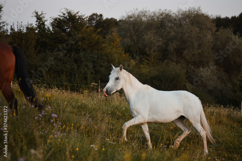 Beautiful white arabian horse mare running free on the meadow, pasture © Anna