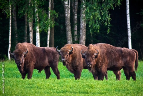 Three huge bisons grazing on green meadow with forest on background. Belovezhskaya Pushcha National Park, Belarus. It's the last primaeval forest fragment of the Europe's woodlands.