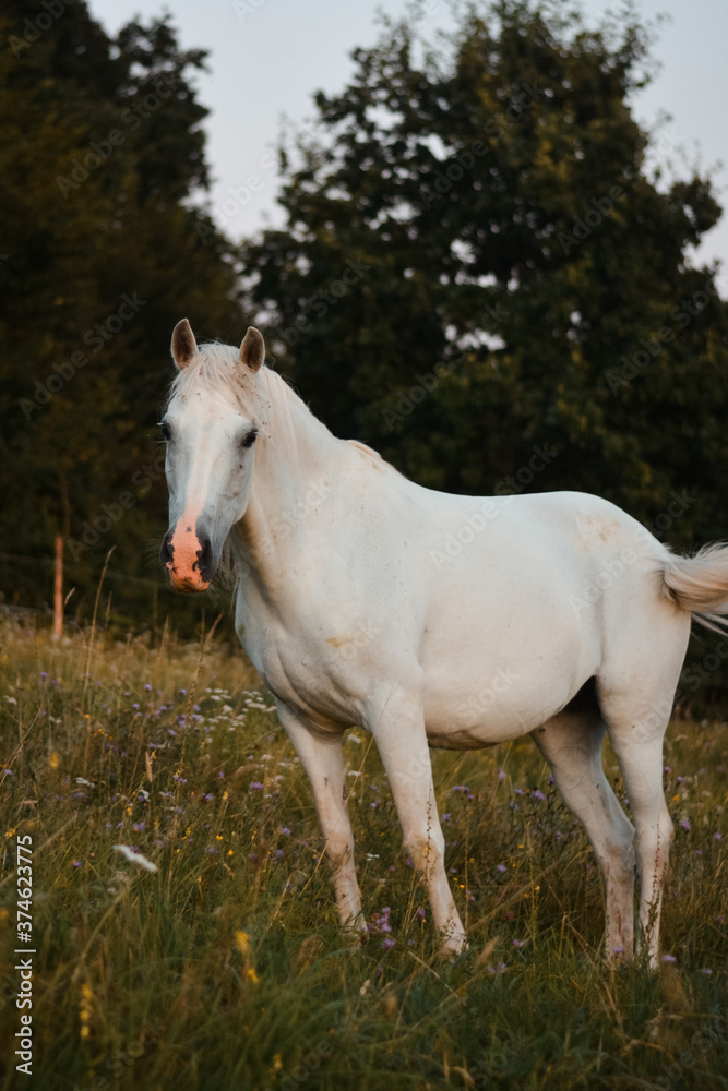Beautiful white arabian horse mare posing on the meadow, pasture	
