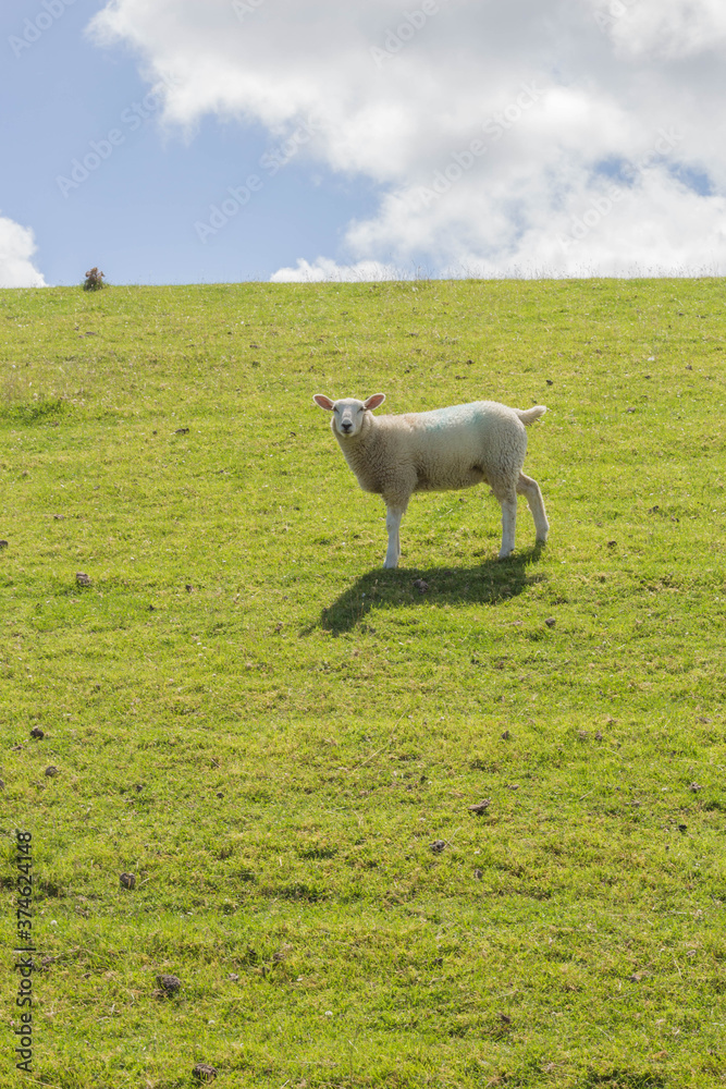 Obraz premium Lamm