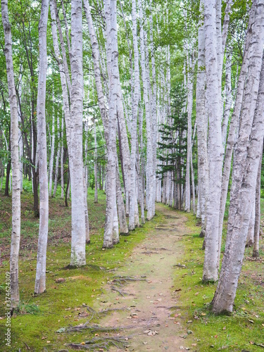 北海道の風景 美瑛拓真館 白樺回廊