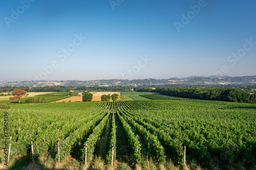 Nice vineyard in Tuscany, Italy © Tjeerd