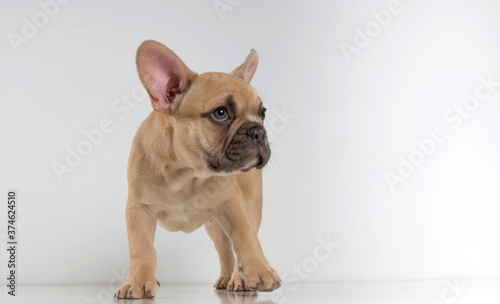 Portrait of a french bulldog puppy on a white background. © baxys