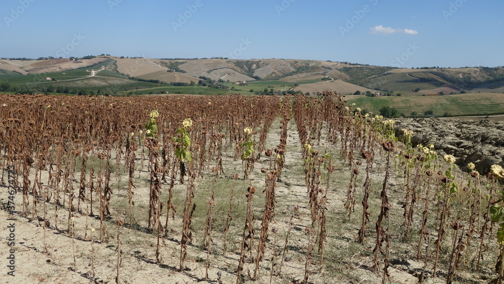 Fototapeta premium Girasole