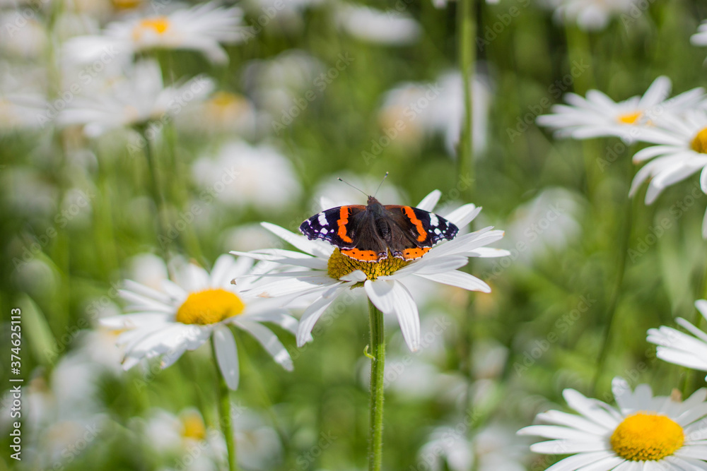 Schmetterling