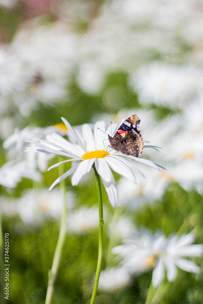 Admiral Schmetterling Admiral Schmetterling
