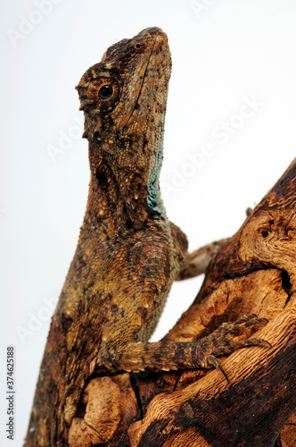 black-bearded gliding lizard / Schwarzbart-Flugdrache  (Draco melanopogon) photo