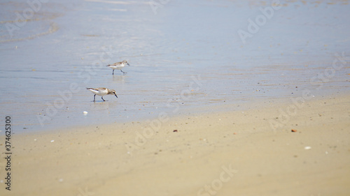 波際で遊ぶ海鳥ハマシギ