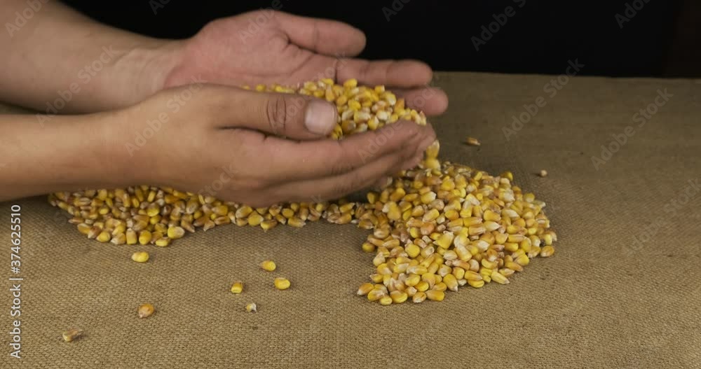Studying corn grains. Agronomist looks at the harvest. Studying corn grains. Agronomist looks at the harvest.