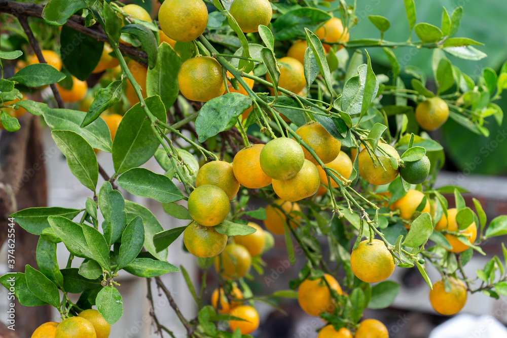 Fruit orange or Citrus Japonica Thunb and Kumquats blossom on tree green nature background, it is a good source of vitamin C for used as ornamental plant and the concept of Chinese New Year.