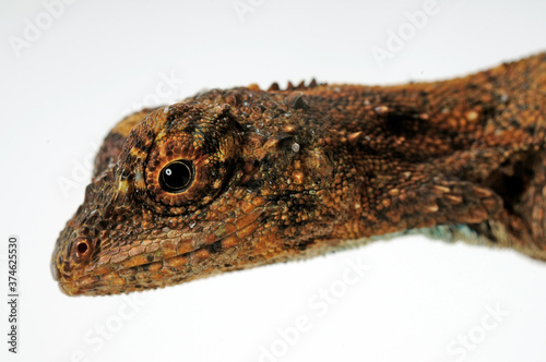 black-bearded gliding lizard / Schwarzbart-Flugdrache  (Draco melanopogon) photo