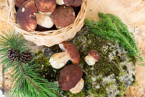 White forest mushrooms on a stone in moss and in a basket