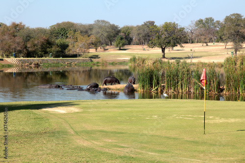 hippopotamuses on golf course