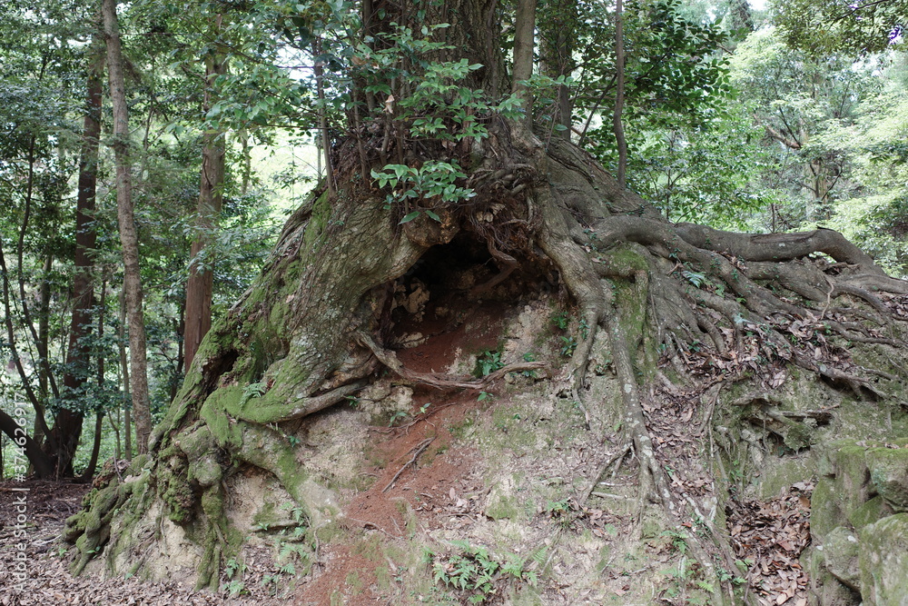 Fototapeta premium 日本の兵庫県姫路市での登山