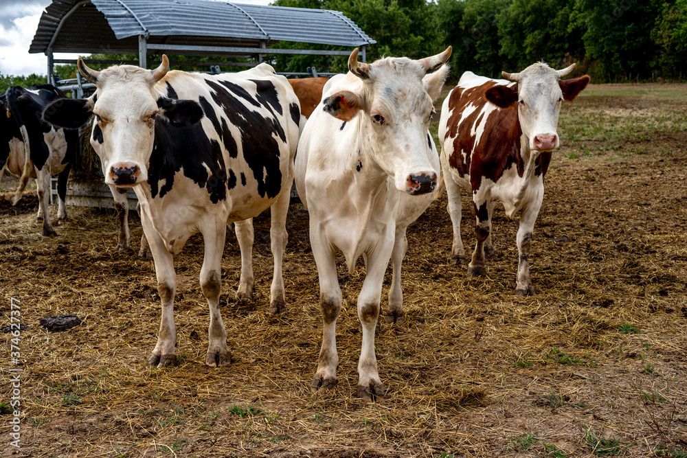 Cows on outdoor Farm. Cows eating hay in the stable. Tree cows look in to camera. 