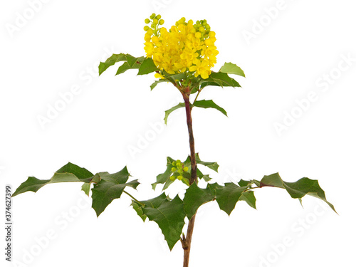 Yellow flower of Oregon grape isolated on white, Mahonia aquifolium
