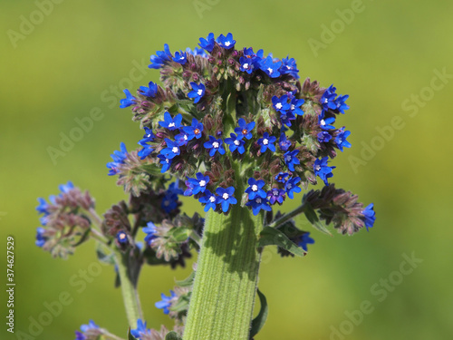 Bugloss or Alkanet plant with abnormal growths; The stem is not round but flattened and wide that looks like many flowers pushed together. Anchusa officinalis photo