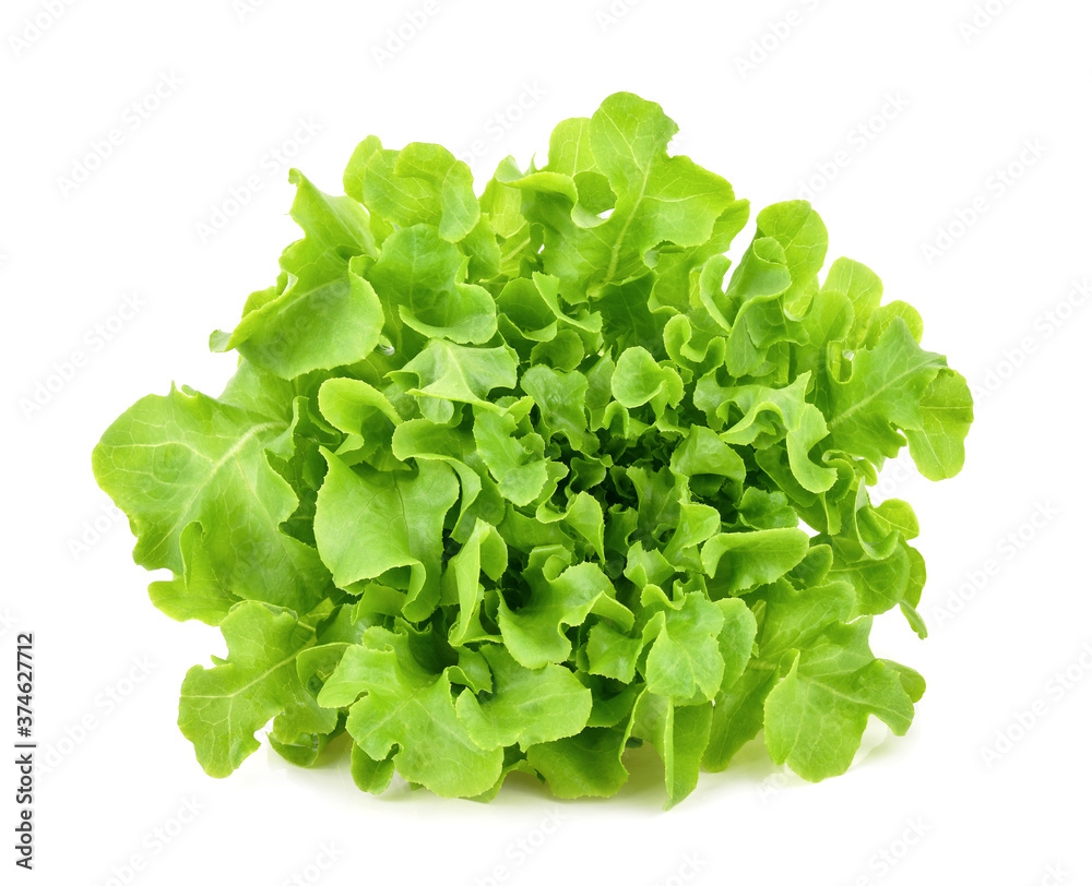 Green oak lettuce isolated on white background Green oak lettuce isolated on white background
