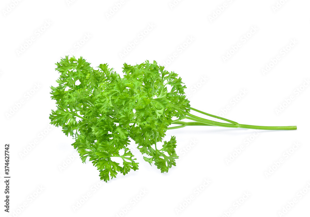 parsley isolated on white background parsley isolated on white background