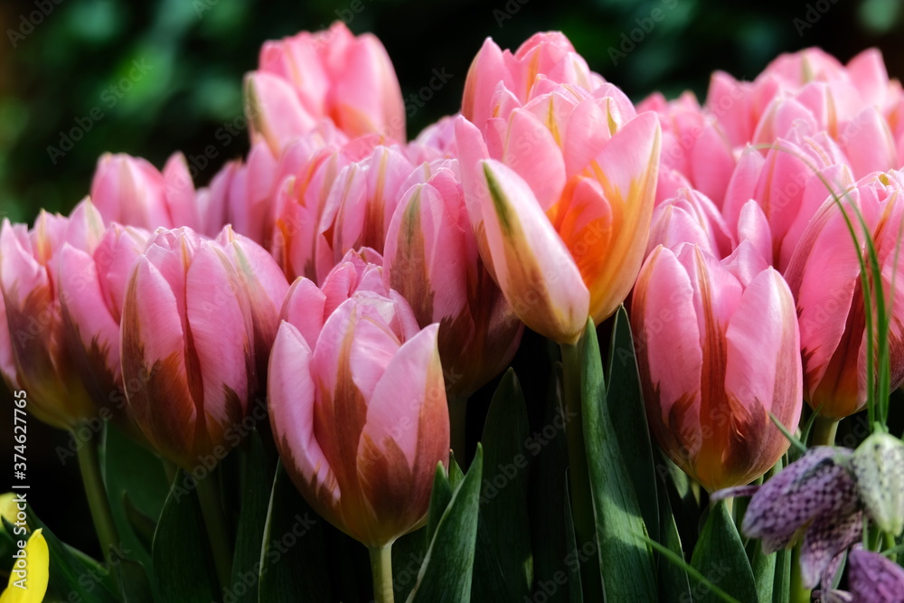 Obraz premium Group of colorful tulip in spring garden. Bright pink tulip photo background. Amazing spring concept and background.