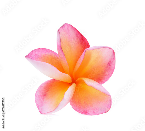 frangipani flower isolated on white background