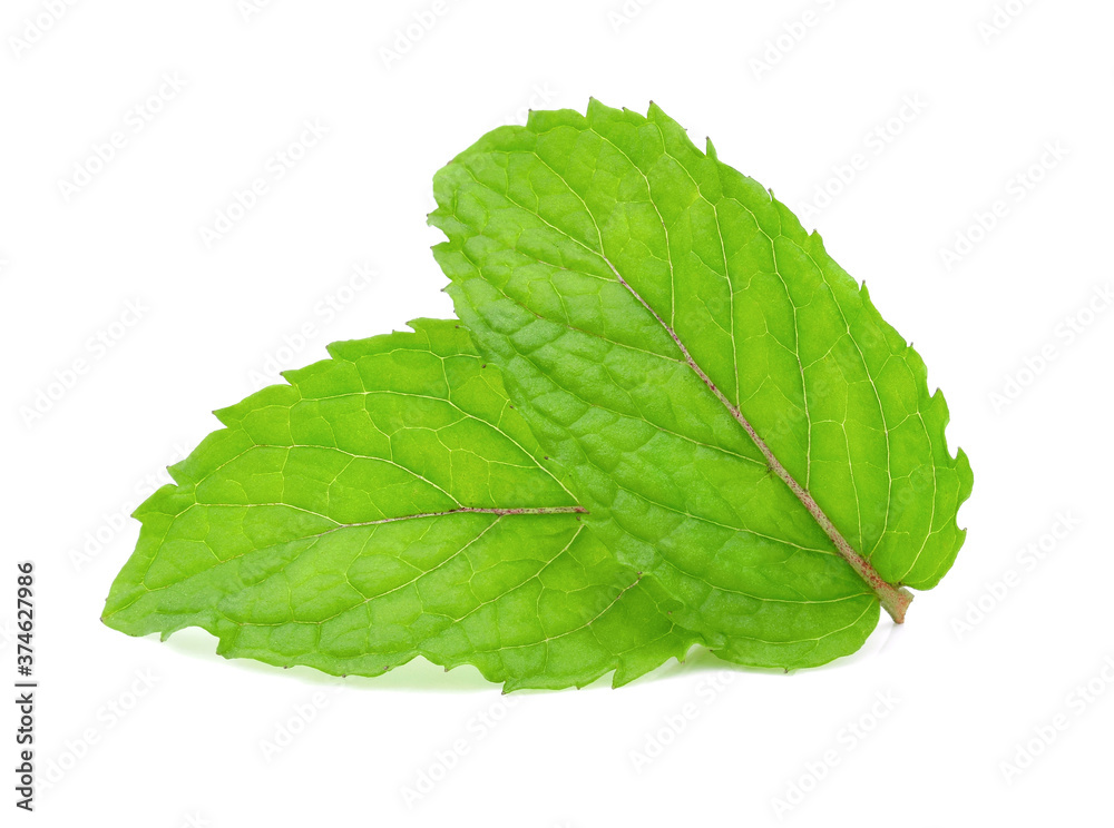 Set Fresh mint isolated on the white background. Set Fresh mint isolated on the white background.