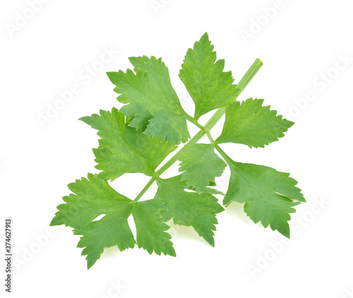 Top view of Chinese Celery isolated on white background