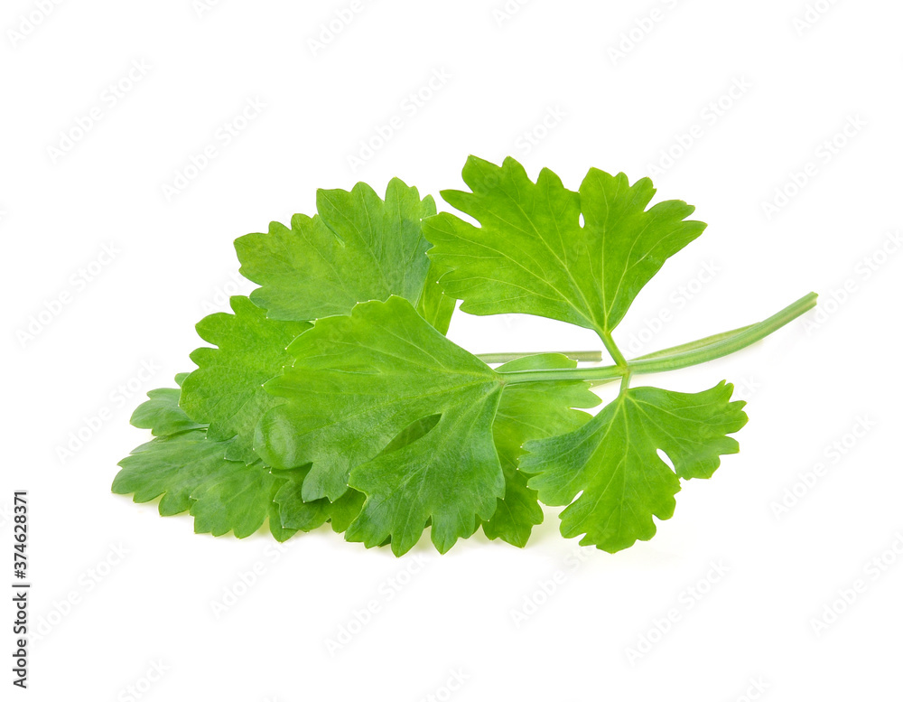 Chinese Celery isolated on white background Chinese Celery isolated on white background