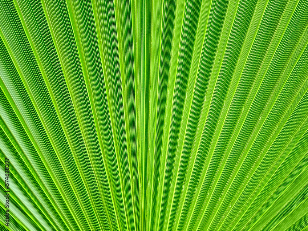 Palm leaf close-up Palm leaf close-up