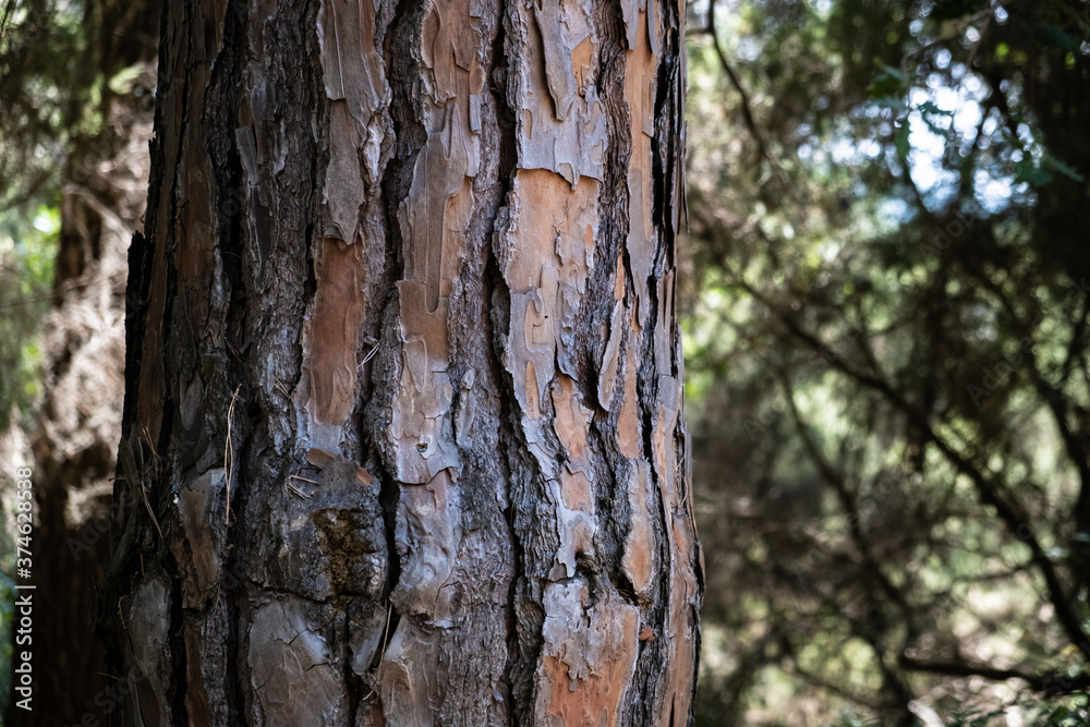 Tree texture Tree texture