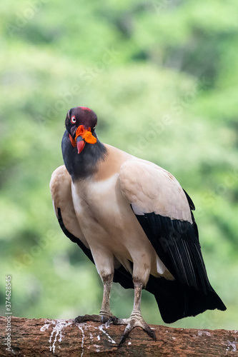King vulture  Sarcoramphus papa  large bird found in Central and South America. Flying bird  forest in the background. Wildlife scene from tropic nature. Red head bird. Condor with open wing  Panama