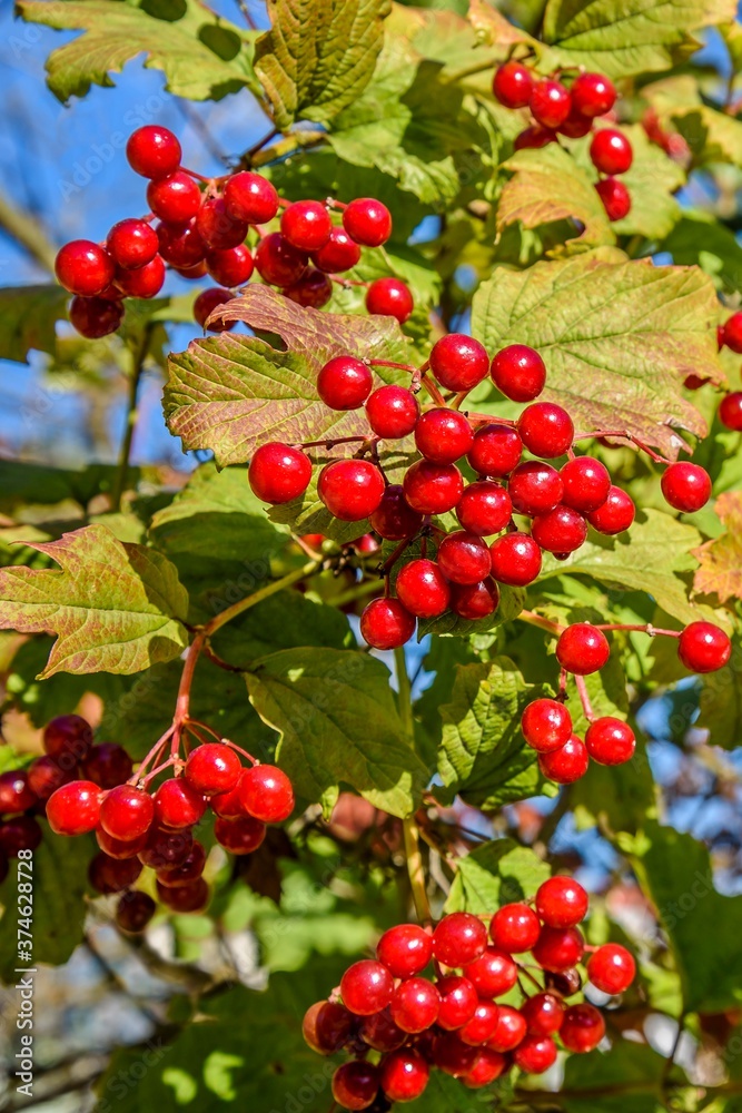Red viburnum berries on a branch close-up. Red viburnum berries on a branch close-up.