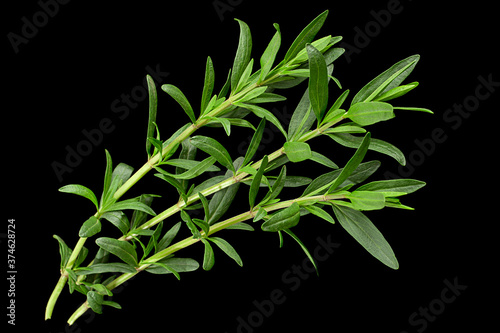 Tarragon bunch closeup