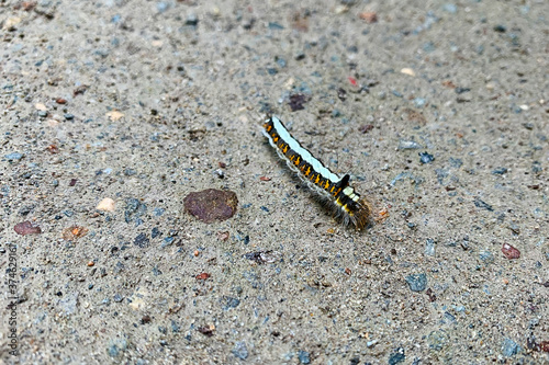 A colorful caterpillar crawls the asphalt road. Wild insects in the city environment
