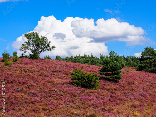 Impressionen aus der L  neburger Heide