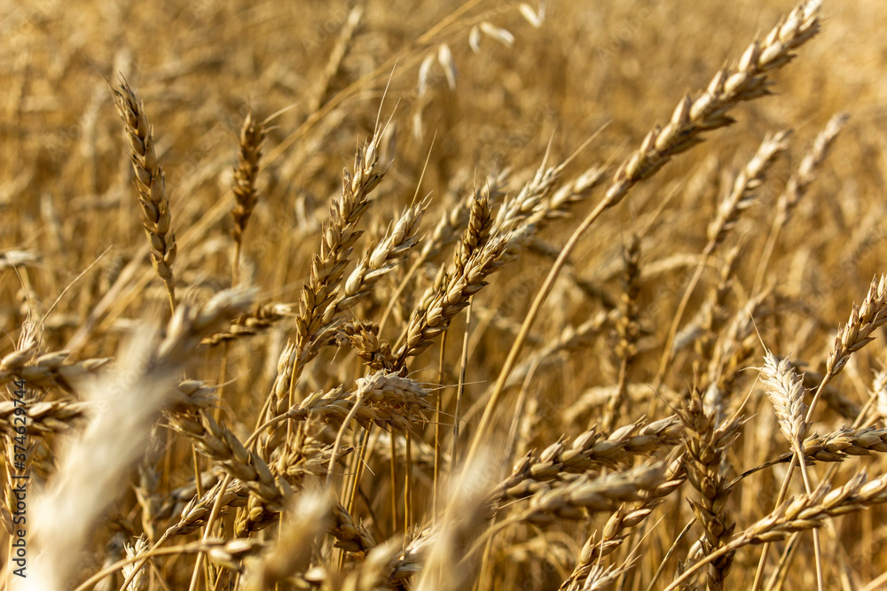 Wheat ears growing on the field. Harvesting wheat of fodder varieties. Wheat ears growing on the field. Harvesting wheat of fodder varieties.