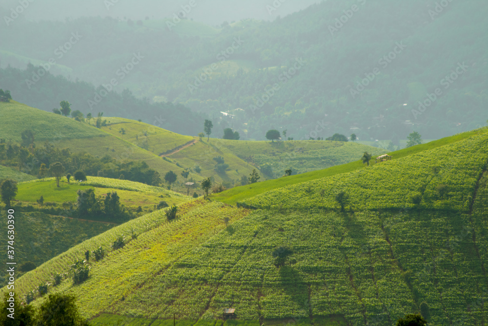 landscape with rice field and hills