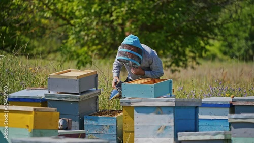 Wallpaper Mural Apiculturist on a bee farm. Professional beekeeper takes frame full of bees out from the beehive in summer. Wooden hives on nature background. Torontodigital.ca