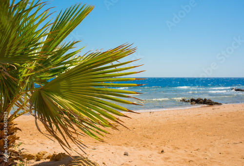  sun-drenched beautiful Red Sea coastline with swaying palm branches  yellow sand and blue water