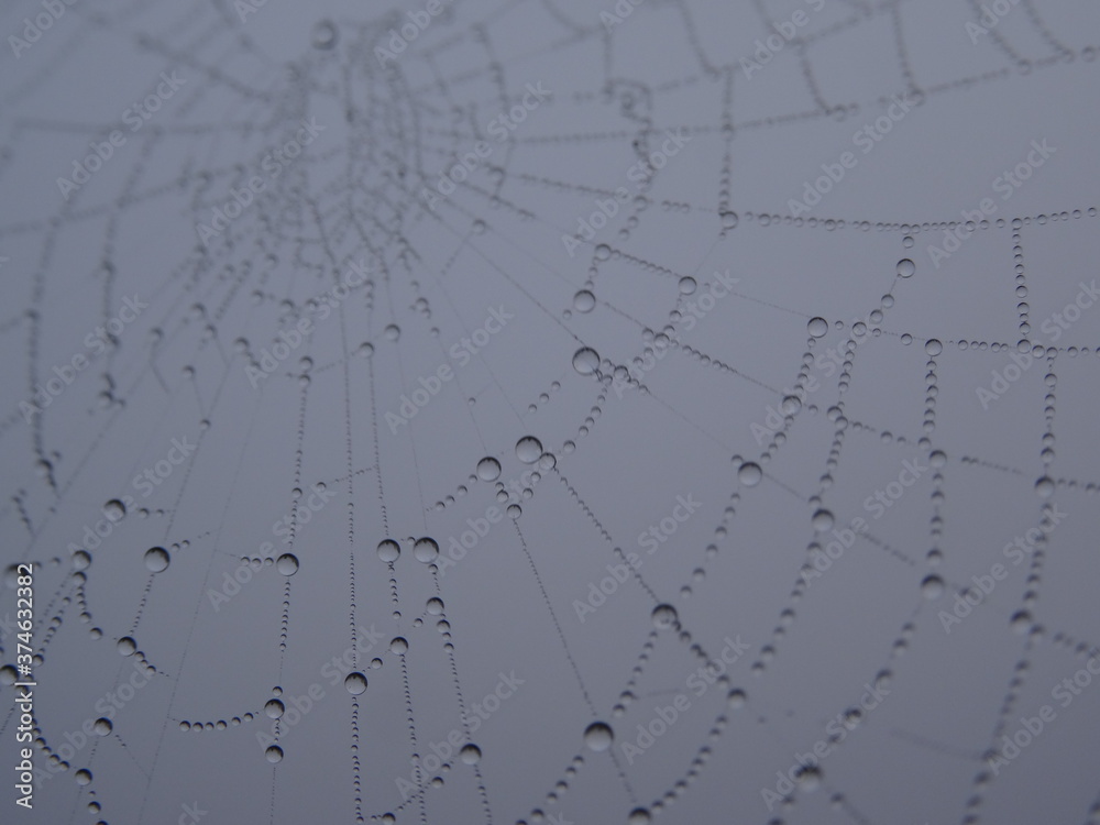 Obraz premium Morning Dew on Spider Web