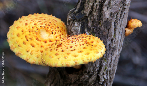 Foto Polypore fungus on a tree, polypore also known as tinder fungus, spunk, touchwoo
