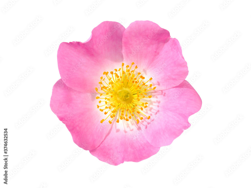Wild pink rose flower isolated on white, Rosa canina