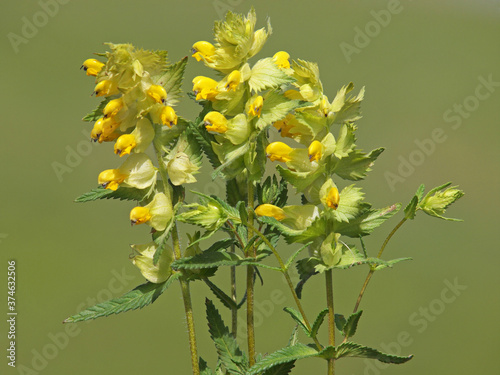 Blooming yellow rattle plant, Rhinanthus angustifolius 