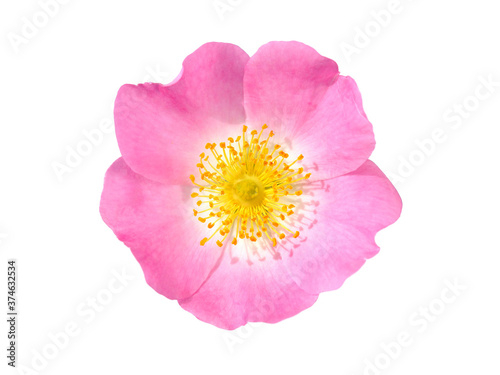 Wild pink rose flower isolated on white, Rosa canina photo
