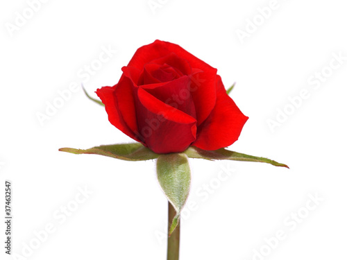 Single red rose Isolated on white