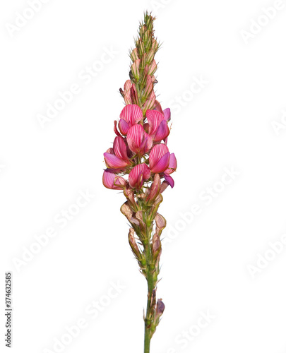 Pink flower of sainfoin isolated on white, Onobrychis viciifolia