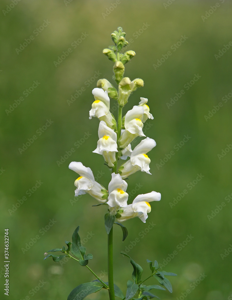 White Snapdragon flower, Antirrhinum majus
White Snapdragon flower, Antirrhinum majus