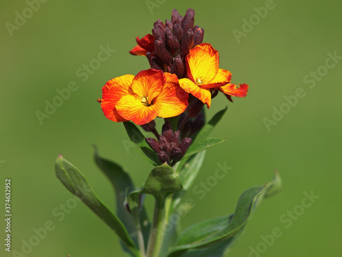 Tablou pe pânză Yellow red flower of Wallflower, Erysimum cheiri